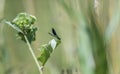 Blue dragonfly sits on a blade of grass in front of blurred background Royalty Free Stock Photo