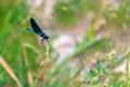 Blue dragonfly sits on the ear of a field plant in sunny summer day Royalty Free Stock Photo