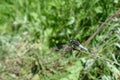 Blue dragonfly sits on the grass with a green back-up Royalty Free Stock Photo