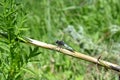 Blue dragonfly sits on the grass with a green back-up Royalty Free Stock Photo