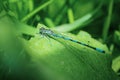 Blue dragonfly sits on a green blade of grass close-up. Macro photo. Royalty Free Stock Photo