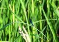 Blue dragonfly sits on a green blades of grass Royalty Free Stock Photo