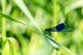 Blue dragonfly sits on a green leaf of grass in sunny summer day Royalty Free Stock Photo