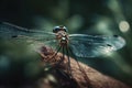 a blue dragonfly sitting on a branch with its eyes closed Royalty Free Stock Photo