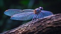 a blue dragonfly sitting on a branch with its wings spread Royalty Free Stock Photo