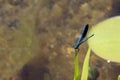 Blue Dragonfly Sitting on dead tree Branch Selective Focus Royalty Free Stock Photo