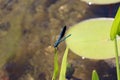 Blue Dragonfly Sitting on dead tree Branch Selective Focus Royalty Free Stock Photo