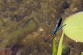 Blue Dragonfly Sitting on dead tree Branch Selective Focus Royalty Free Stock Photo