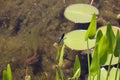 Blue Dragonfly Sitting on dead tree Branch Selective Focus Royalty Free Stock Photo