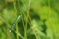 Blue dragonfly sitting on a grass stalk Royalty Free Stock Photo