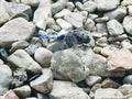 Blue dragonfly sitting on gray stones
