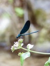 Blue dragonfly sitting on a green leaf Royalty Free Stock Photo