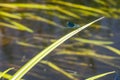 Blue dragonfly sitting on a leaf, water in the background Royalty Free Stock Photo