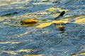 Blue dragonfly sitting on a yellow leaf above the river water Royalty Free Stock Photo