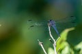 Blue dragonfly on a small branch with green background Royalty Free Stock Photo