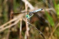 Blue Dragonfly in south Georgia