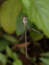 blue dragonfly on a spider web being trapped Royalty Free Stock Photo