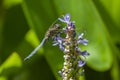 Blue dragonfly on spike of lily Royalty Free Stock Photo