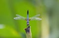 Blue dragonfly standing dry tree branch Royalty Free Stock Photo