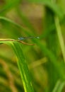 A blue dragonfly stopped on a bacillus subtilis.