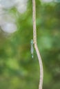 Blue Dragonfly on a Tree Branch Royalty Free Stock Photo