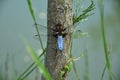 Blue Dragonfly on the tree trunk of a willow near the pond - Odonata. Royalty Free Stock Photo