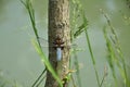 Blue Dragonfly on the tree trunk of a willow near the pond - Odonata. Royalty Free Stock Photo