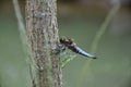 Blue Dragonfly on the tree trunk of a willow near the pond - Odonata. Royalty Free Stock Photo