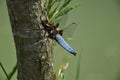 Blue Dragonfly on the tree trunk of a willow near the pond - Odonata. Royalty Free Stock Photo