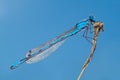 Blue dragonfly on a twig side view