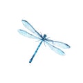 Blue dragonfly watercolor illustracion isolated on white background