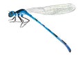 Blue dragonfly on white background