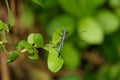 Blue dragonfly witing for prey