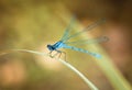 Blue dragonfly on a yellow background. Dragonfly sitting on a dry blade of grass. Textured wings. Bright summer day. Royalty Free Stock Photo