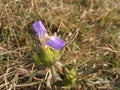 Blue dronpushpi morapati flower plant