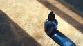 The Blue Dropper Bottle.AI generated image Royalty Free Stock Photo