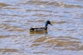 A blue duck floats on the water.
