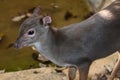 Blue Duiker Antelope Royalty Free Stock Photo