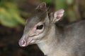 Blue Duiker Antelope Royalty Free Stock Photo