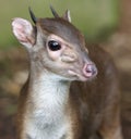 Blue Duiker Antelope Royalty Free Stock Photo