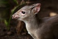 Blue Duiker Antelope Royalty Free Stock Photo