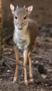 Blue Duiker Antelope in the Forest Royalty Free Stock Photo