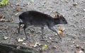 blue duiker, Philantomba monticola Royalty Free Stock Photo
