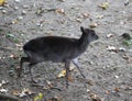 Blue duiker, Philantomba monticola Royalty Free Stock Photo