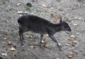 Blue duiker, Philantomba monticola Royalty Free Stock Photo