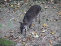 Blue duiker, Philantomba monticola Royalty Free Stock Photo