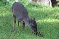 Blue Duiker Royalty Free Stock Photo