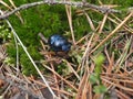 Blue dunk beetle laying on needles and moss.