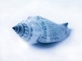 Blue duotone on a conch shell on white