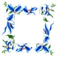 Blue durandii clematis. Floral botanical flower. Frame border ornament square.